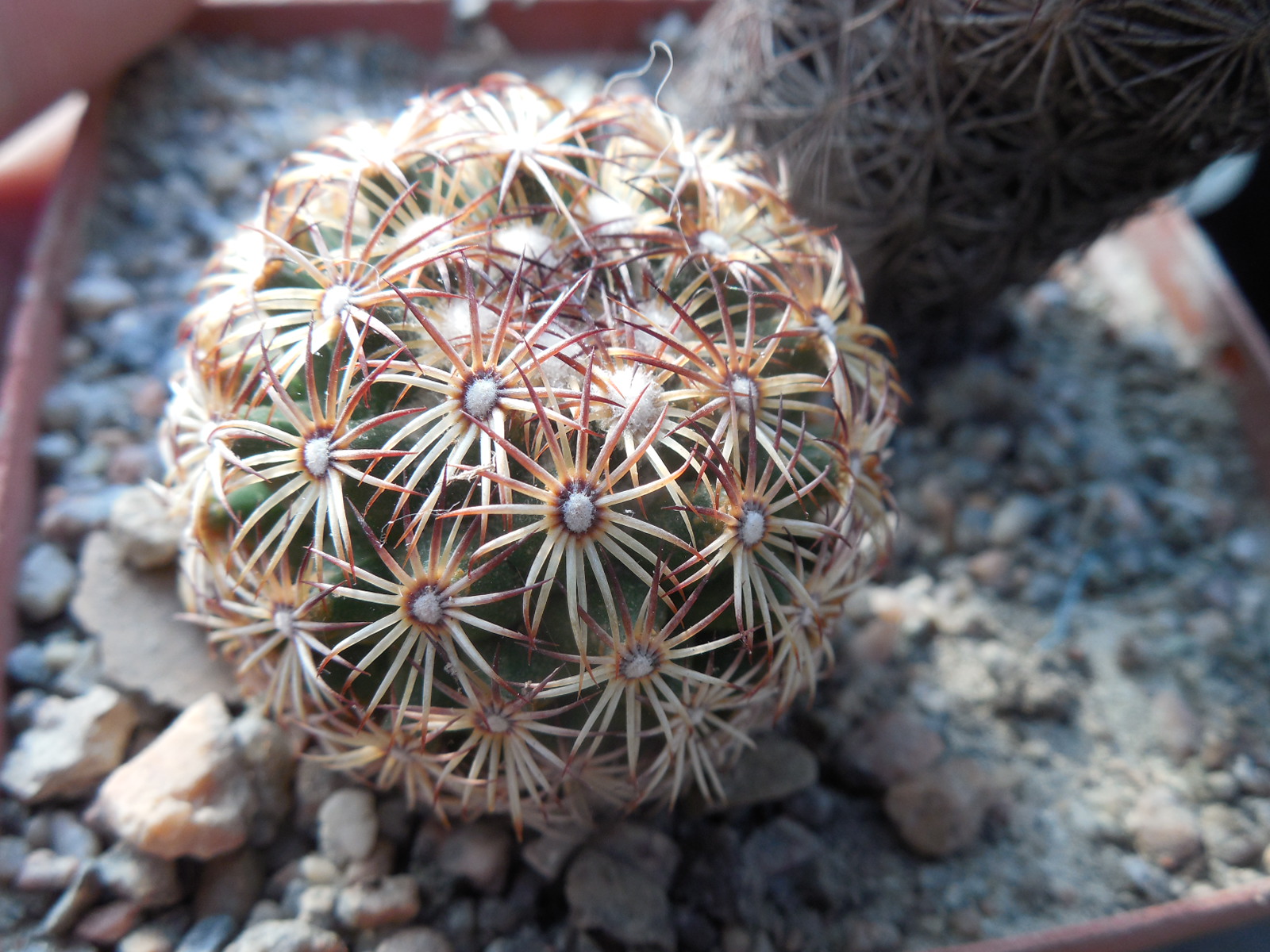 Coryphantha echinoidea SB 26 - MG -