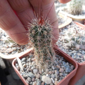 Echinocereus engelmanii - v. variegatus SB 481 (18) - Houserock Valley, red spines - (to - 23*C) MG -