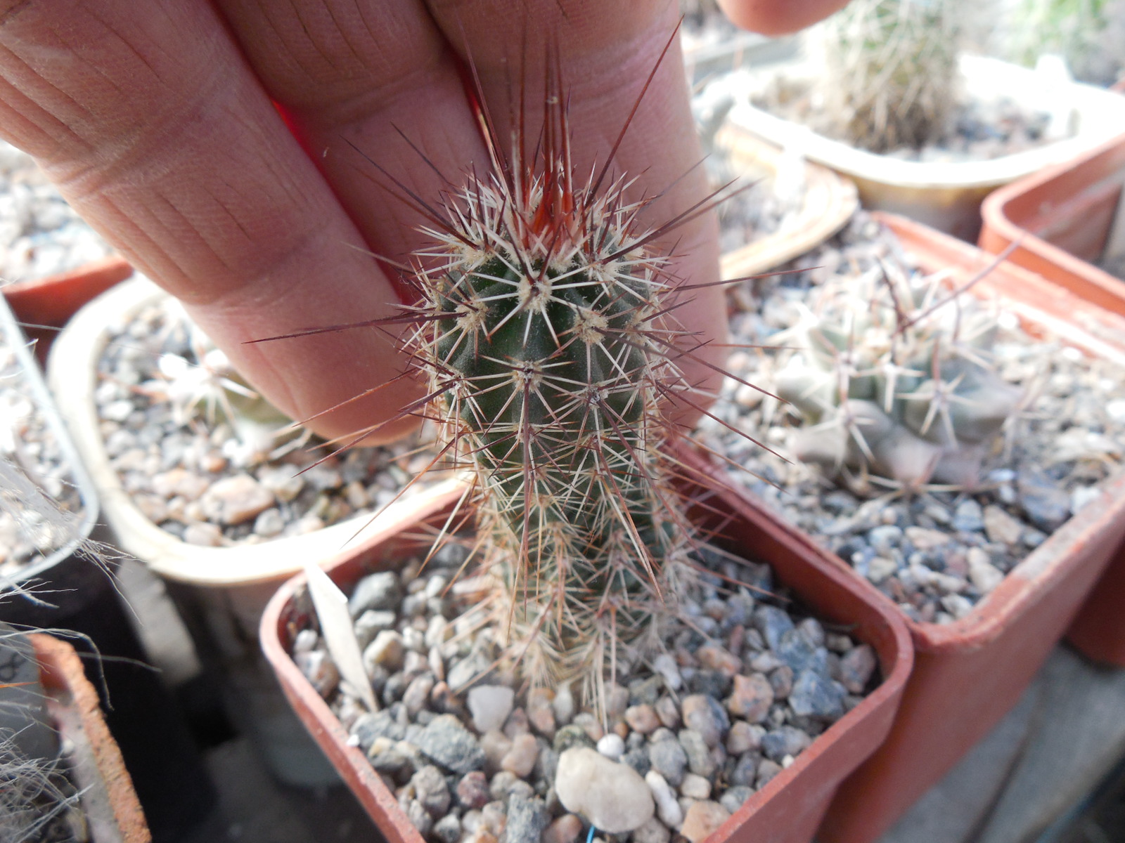 Echinocereus engelmanii - v. variegatus SB 481 (18) - Houserock Valley, red spines - (to - 23*C) MG -