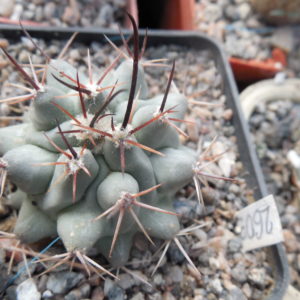 Thelocactus rinconensis - v.nidulans SB 1768 - Sierra de Paila,Coah. - massive - MG -