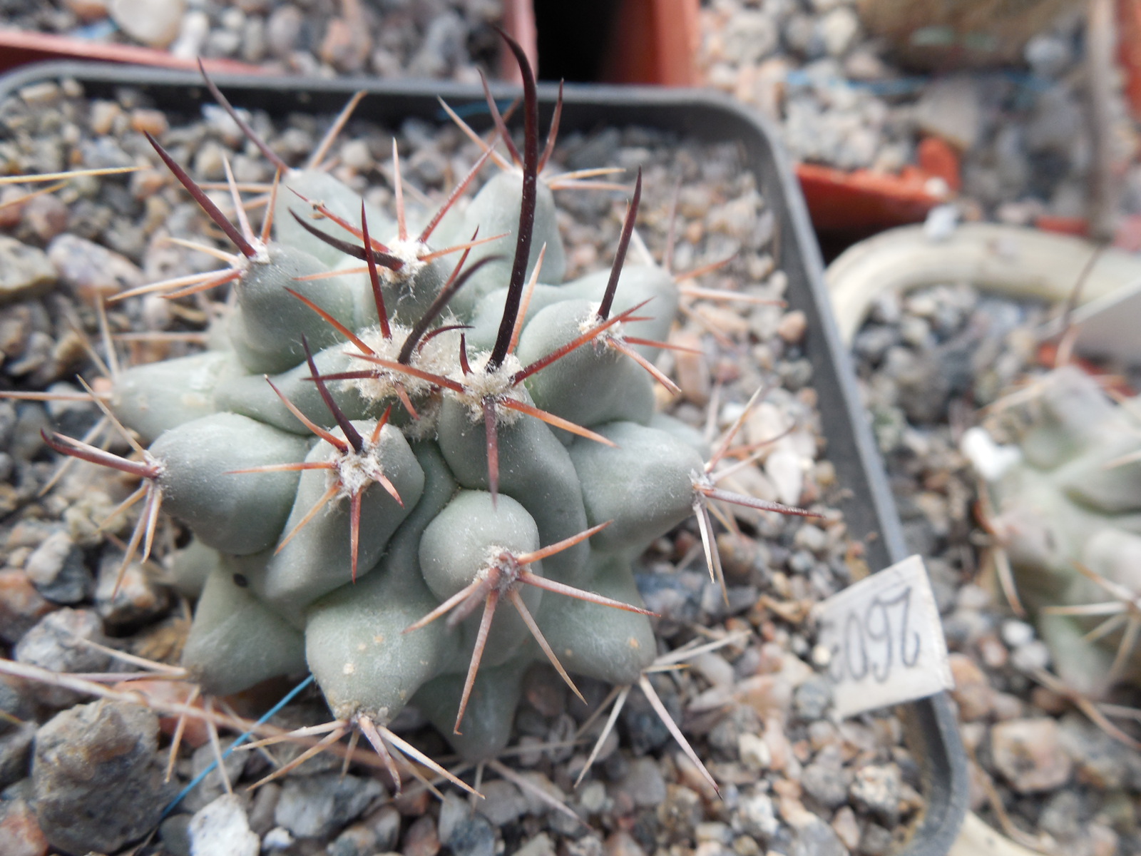 Thelocactus rinconensis - v.nidulans SB 1768 - Sierra de Paila,Coah. - massive - MG -
