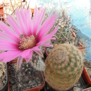 Echinocereus reichenbachii L 1394 - Llera, Tam. - MG -