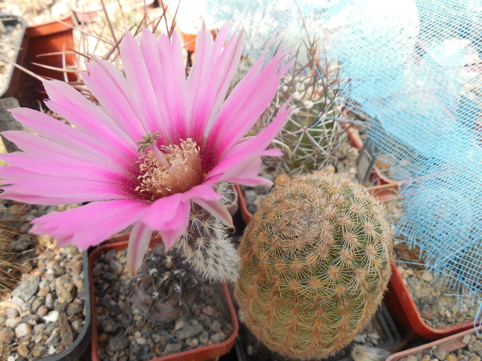 Echinocereus reichenbachii L 1394 - Llera, Tam. - MG -