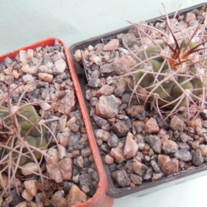 Gymnocalycium nidulans VS 41