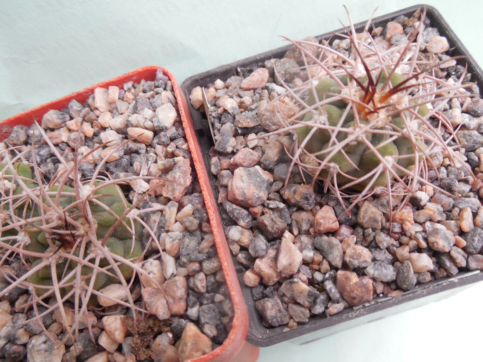 Gymnocalycium nidulans VS 41