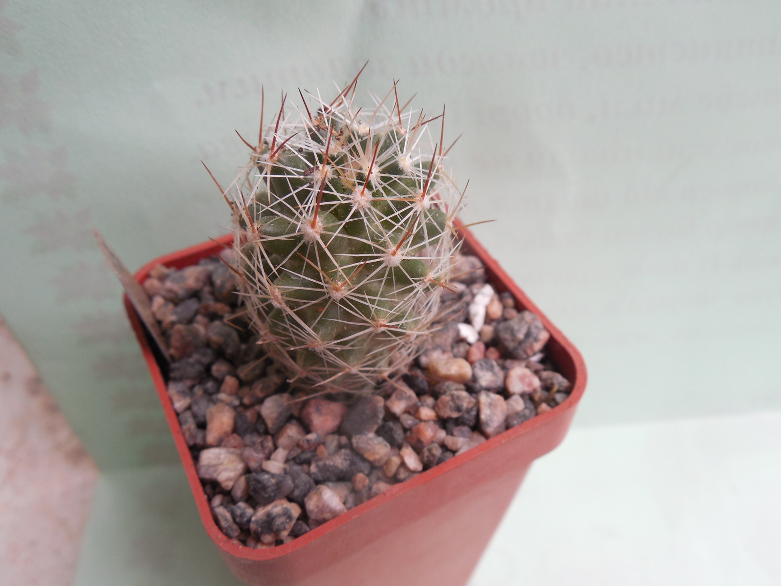 Escobaria vivipara - /18/ Barber Co. Ks. (to-23*C)