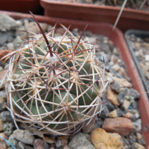 Coryphantha cornifera - v. maliterrarum - Mesa Garden -