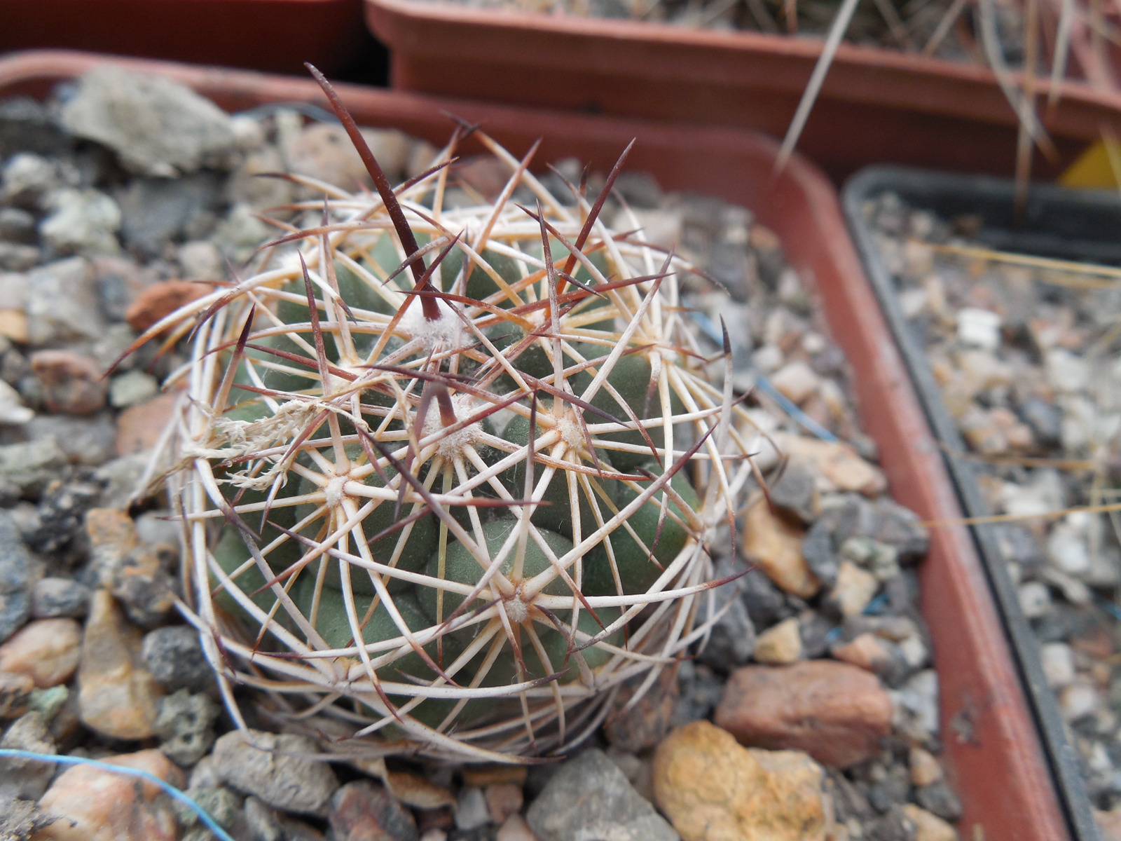 Coryphantha cornifera - v. maliterrarum - Mesa Garden -