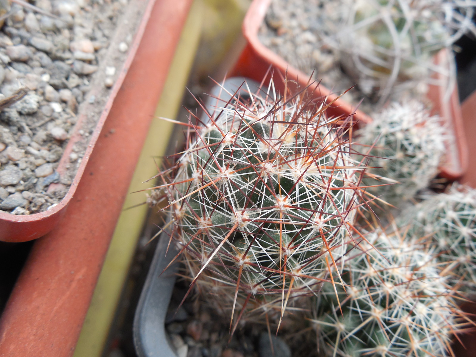Escobaria vivipara JRT 1111 - Puebla Co.Colorado, big stem, red sp.