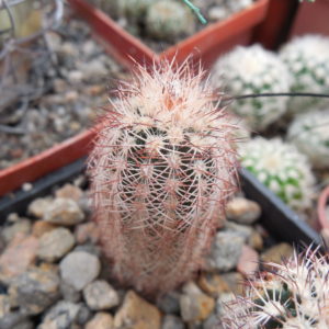 Echinocereus  reichenbachii - v.perbellus "purpureus" DJF 1331 - MG -