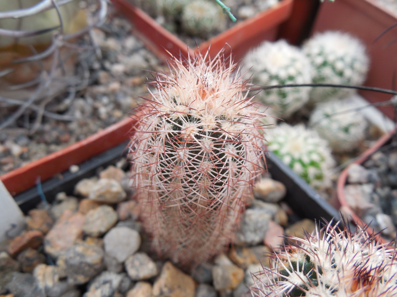 Echinocereus  reichenbachii - v.perbellus "purpureus" DJF 1331 - MG -