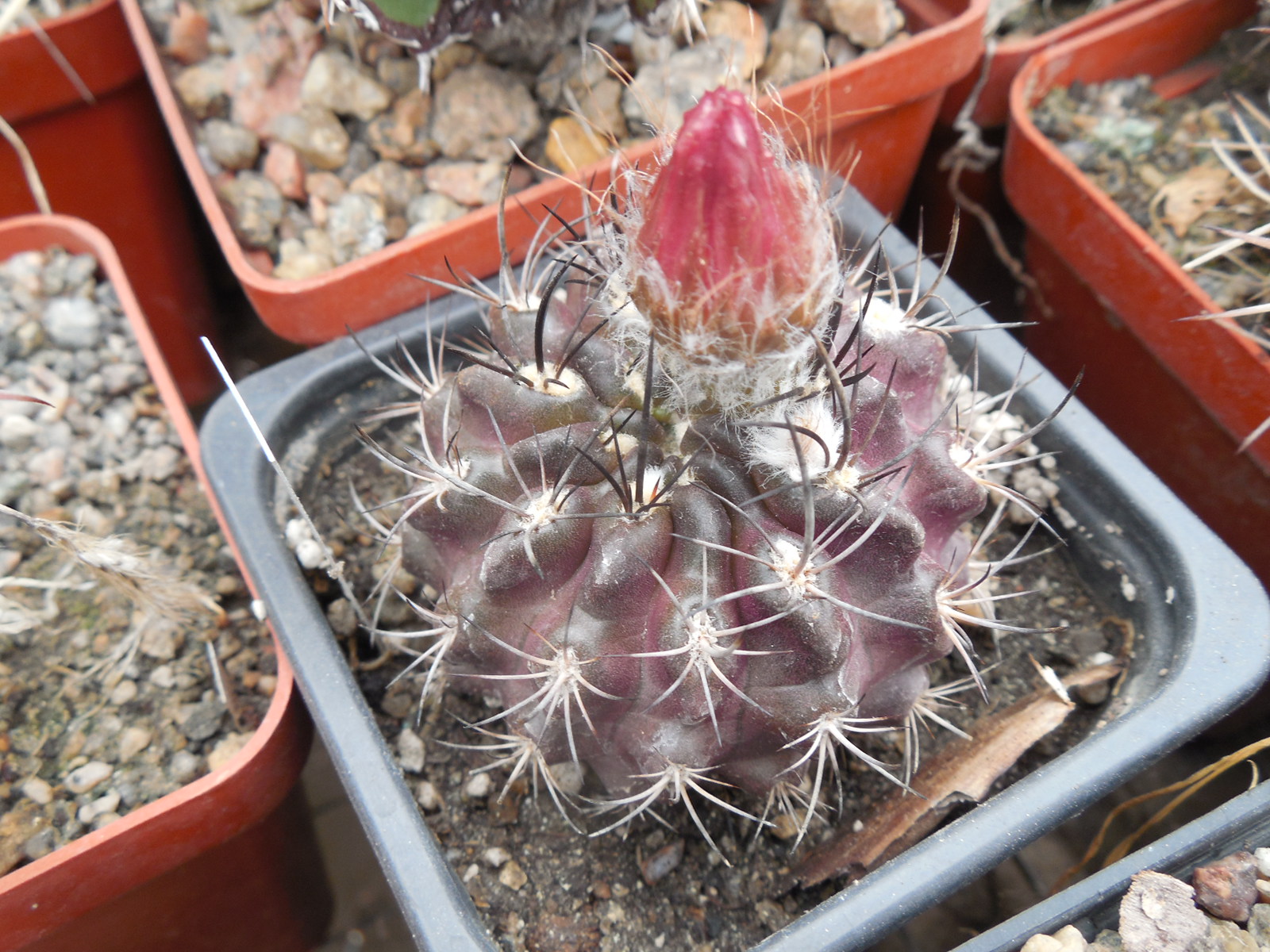 Horridocactus curvispinus