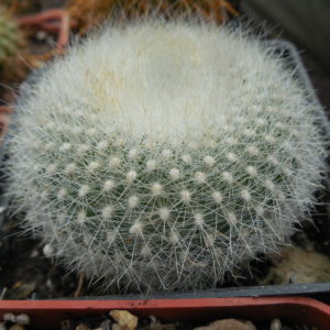 Brasilicactus haselbergii