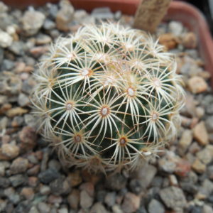 Coryphantha palmeri GL 66 - ne Aramberri, NL.   MG