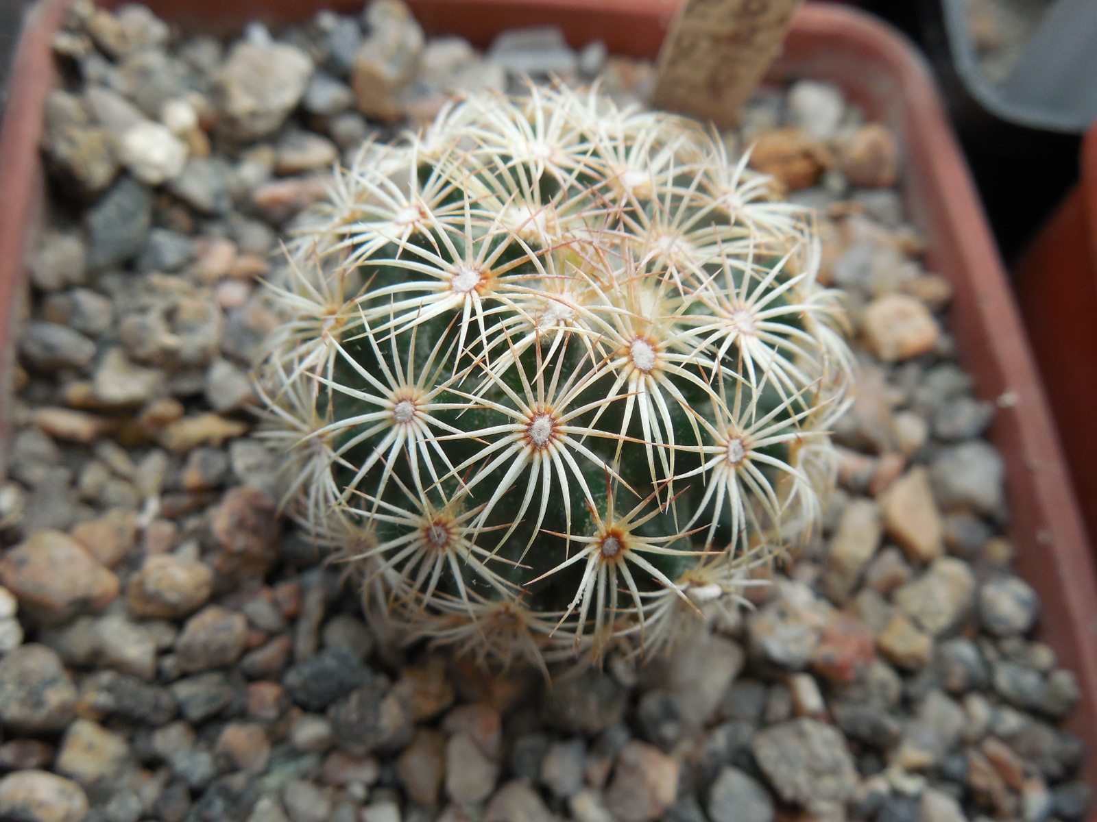 Coryphantha palmeri GL 66 - ne Aramberri, NL.   MG