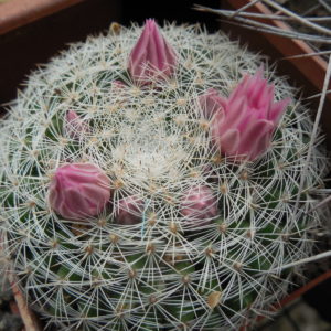 Mammillaria klissingiana MK76. 345 - P.Kupcak