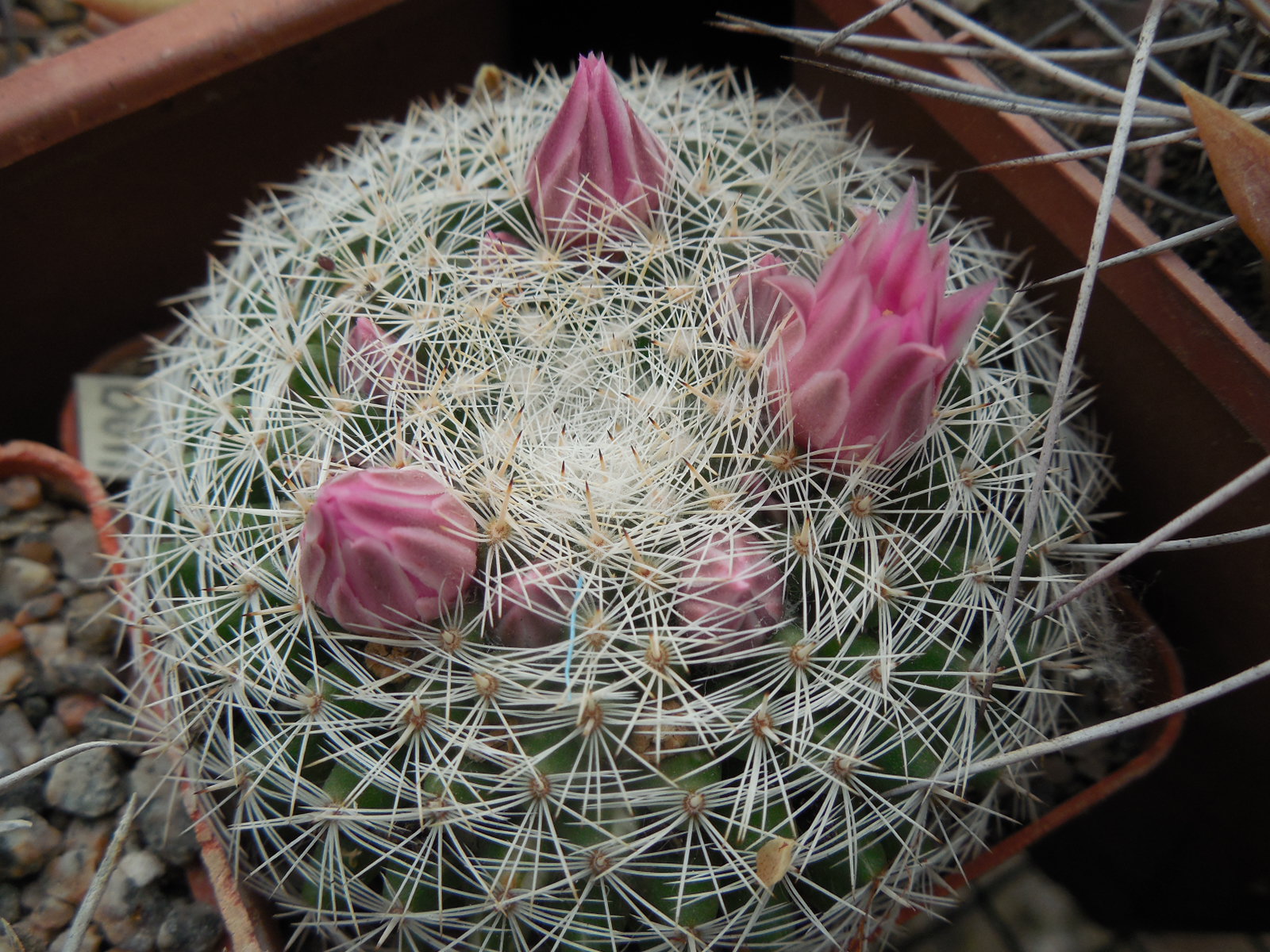 Mammillaria klissingiana MK76. 345 - P.Kupcak