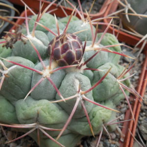 Thelocactus hexaedrophorus