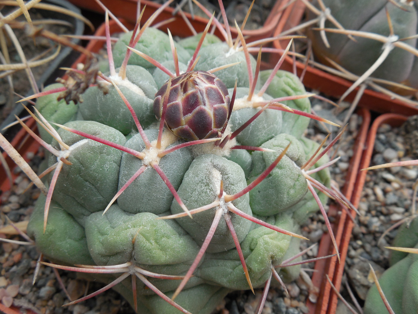 Thelocactus hexaedrophorus