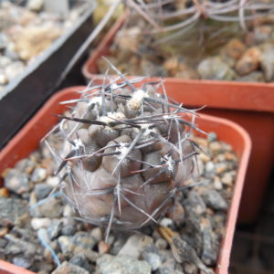 Gymnocalycium striglianum - Lugan de Cuyo - відбір -