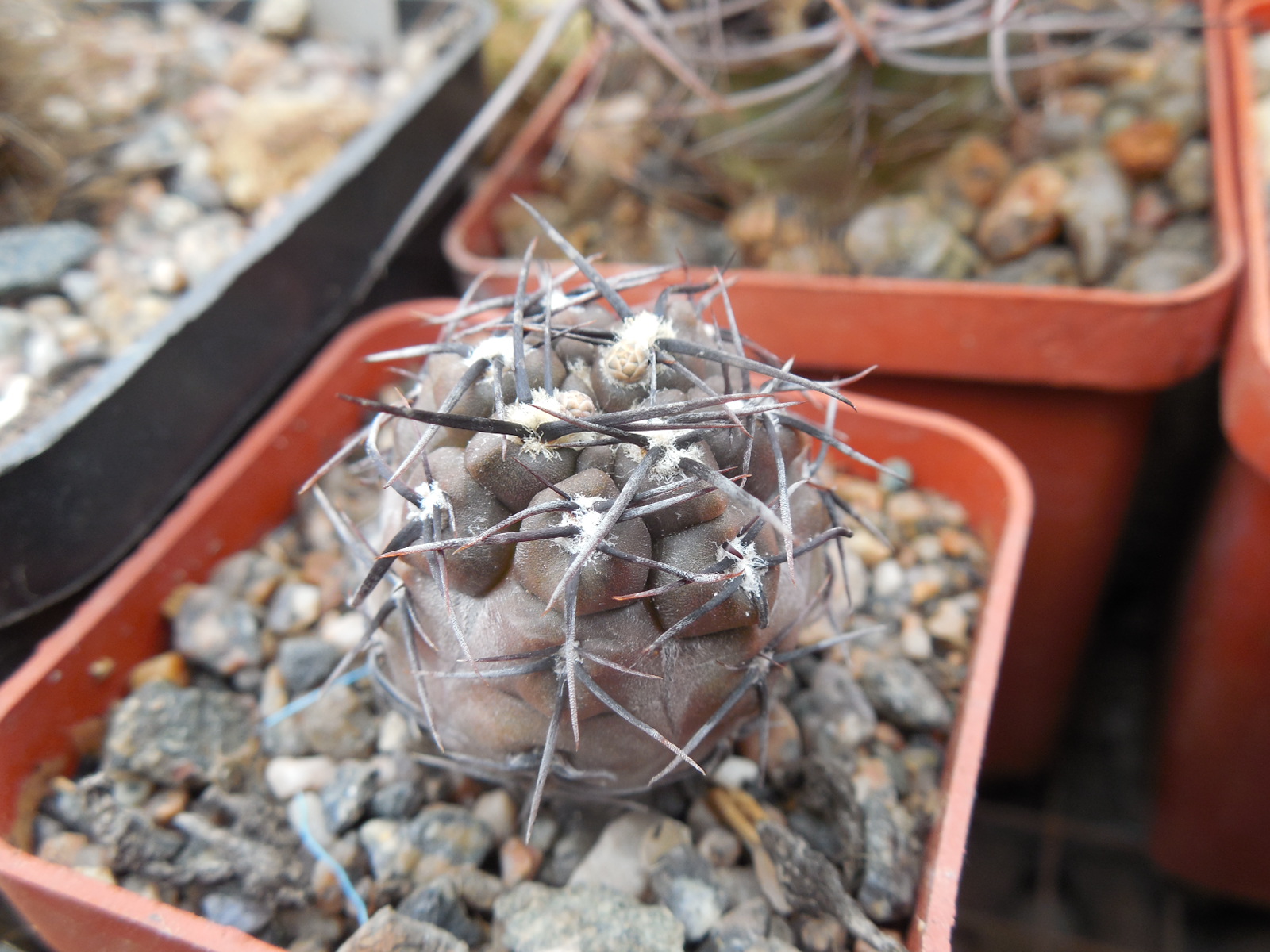 Gymnocalycium striglianum - Lugan de Cuyo - відбір -