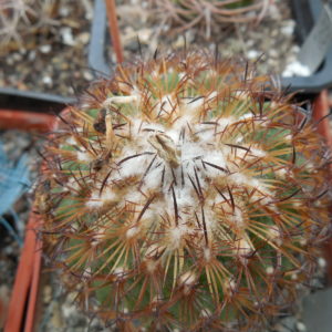 Gymnocactus ysabelae HO 776 - PP -