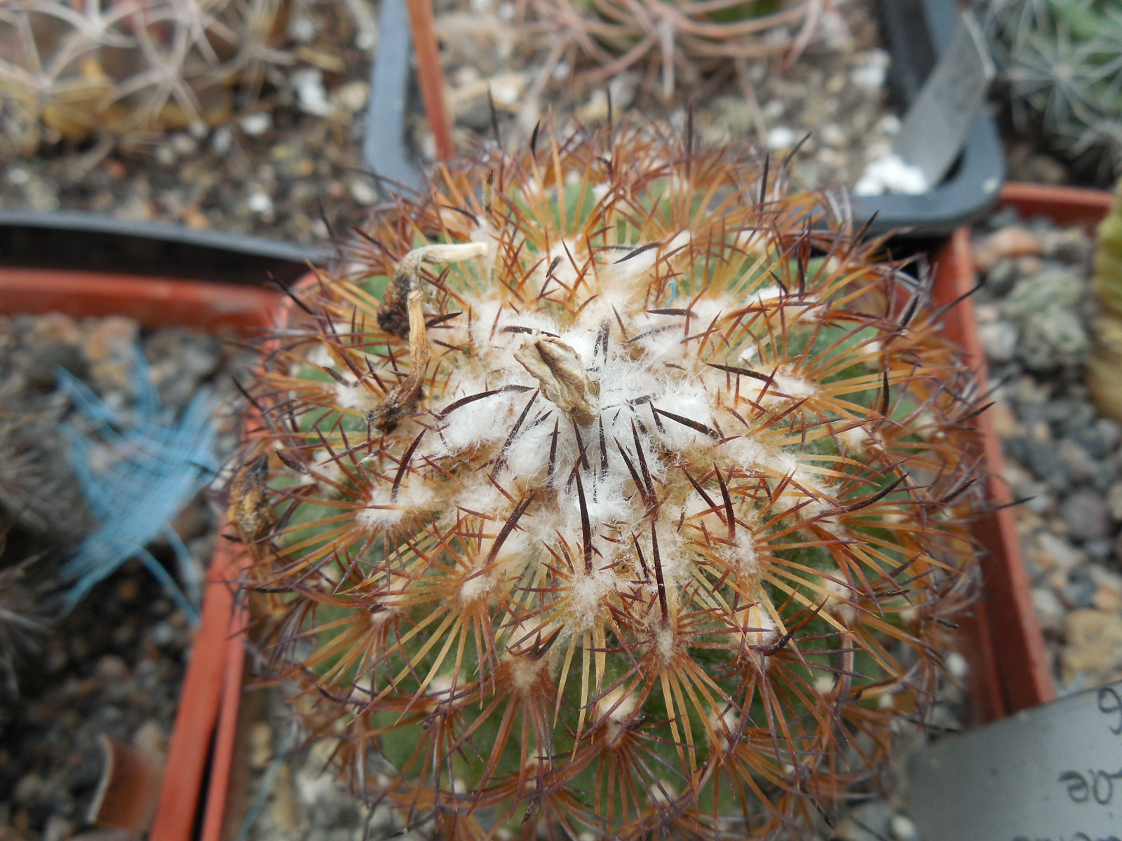 Gymnocactus ysabelae HO 776 - PP -