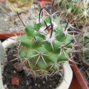 Mammillaria wagneriana - v.tortullospina - MG -