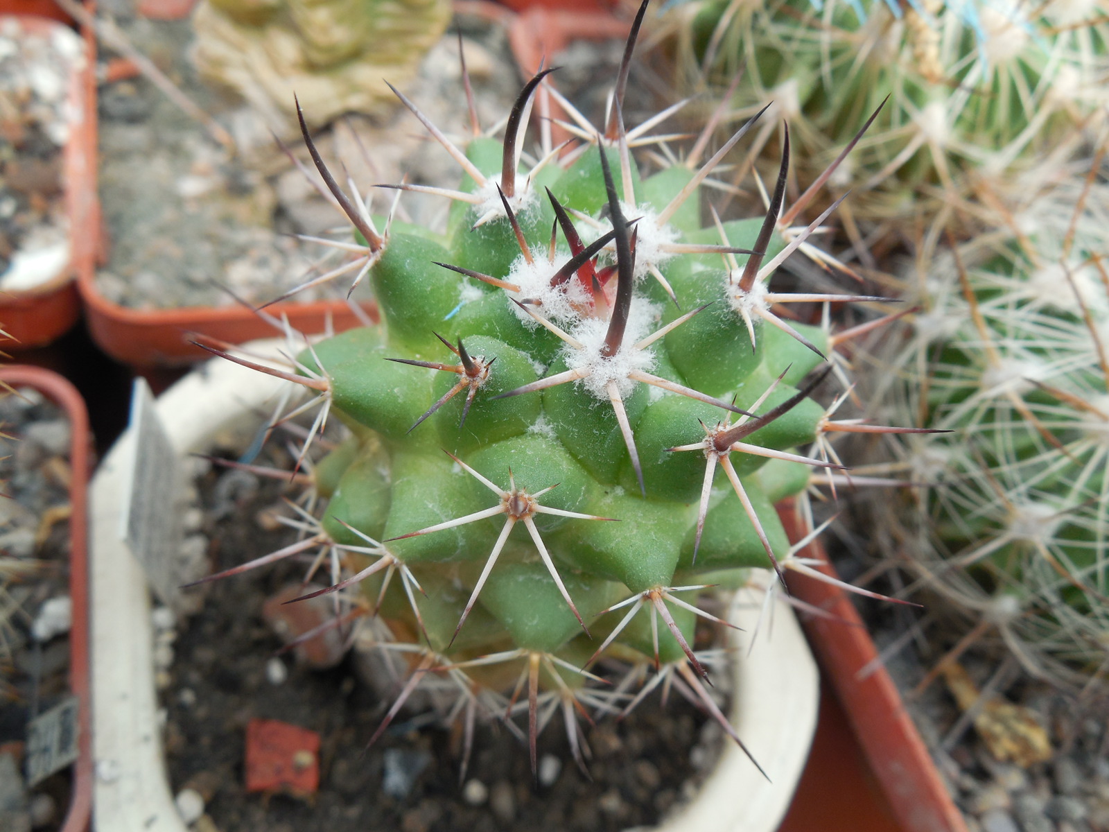 Mammillaria wagneriana - v.tortullospina - MG -