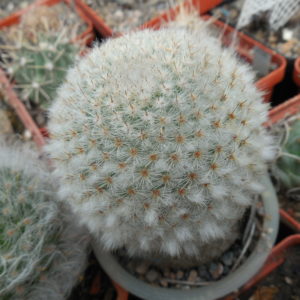 Mammillaria dixantocentron FO-230 - MG -