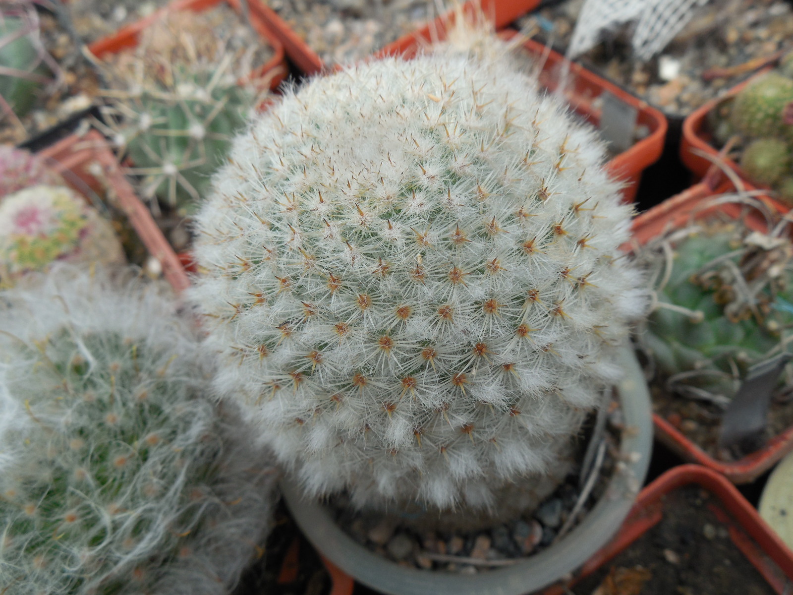 Mammillaria dixantocentron FO-230 - MG -
