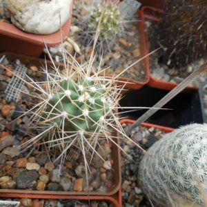 Echinocereus coccineus - v.arizonicus - MG -