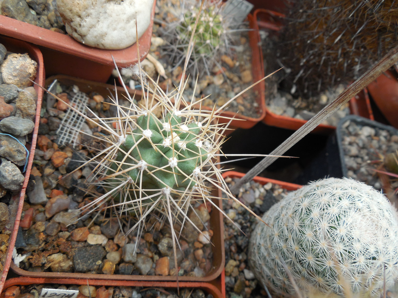Echinocereus coccineus - v.arizonicus - MG -
