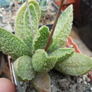 Adromischus marianiae cv. «Limax Arion»