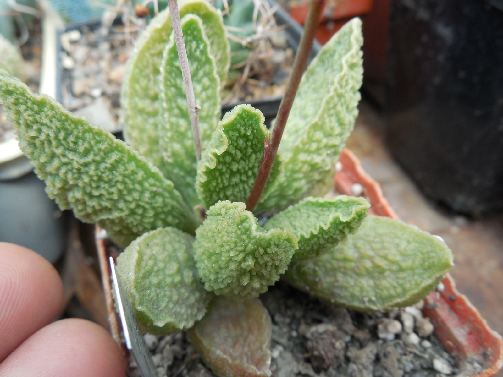 Adromischus marianiae cv. «Limax Arion»