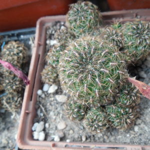 Sulcorebutia steinbachii