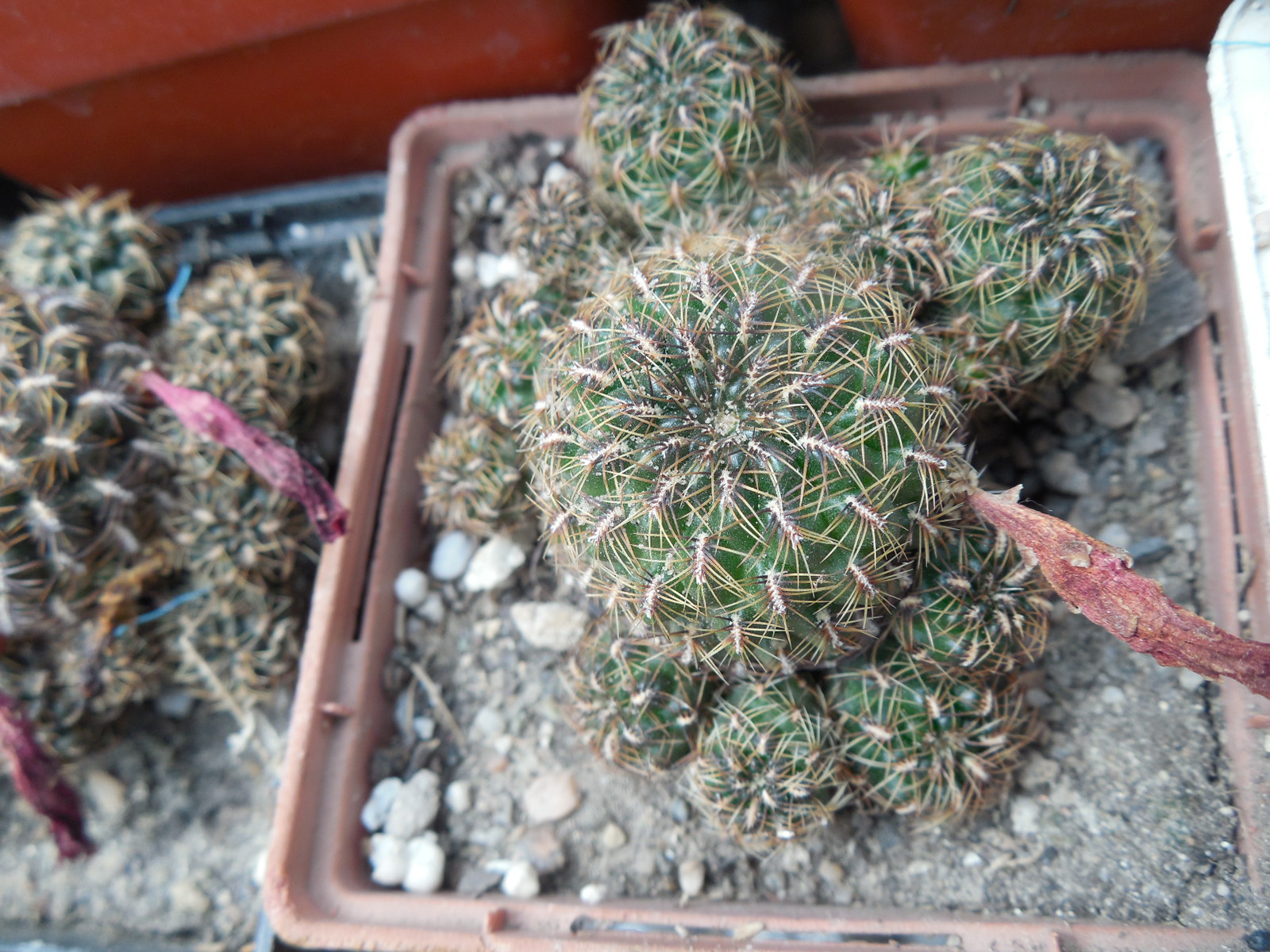 Sulcorebutia steinbachii