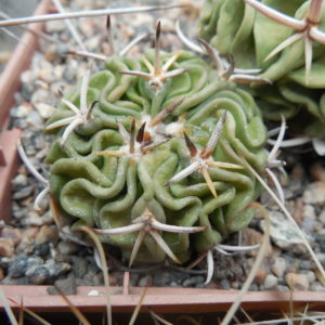 Echinofossulocactus sp. CSD 310 (pentacantus - v.tulensis)