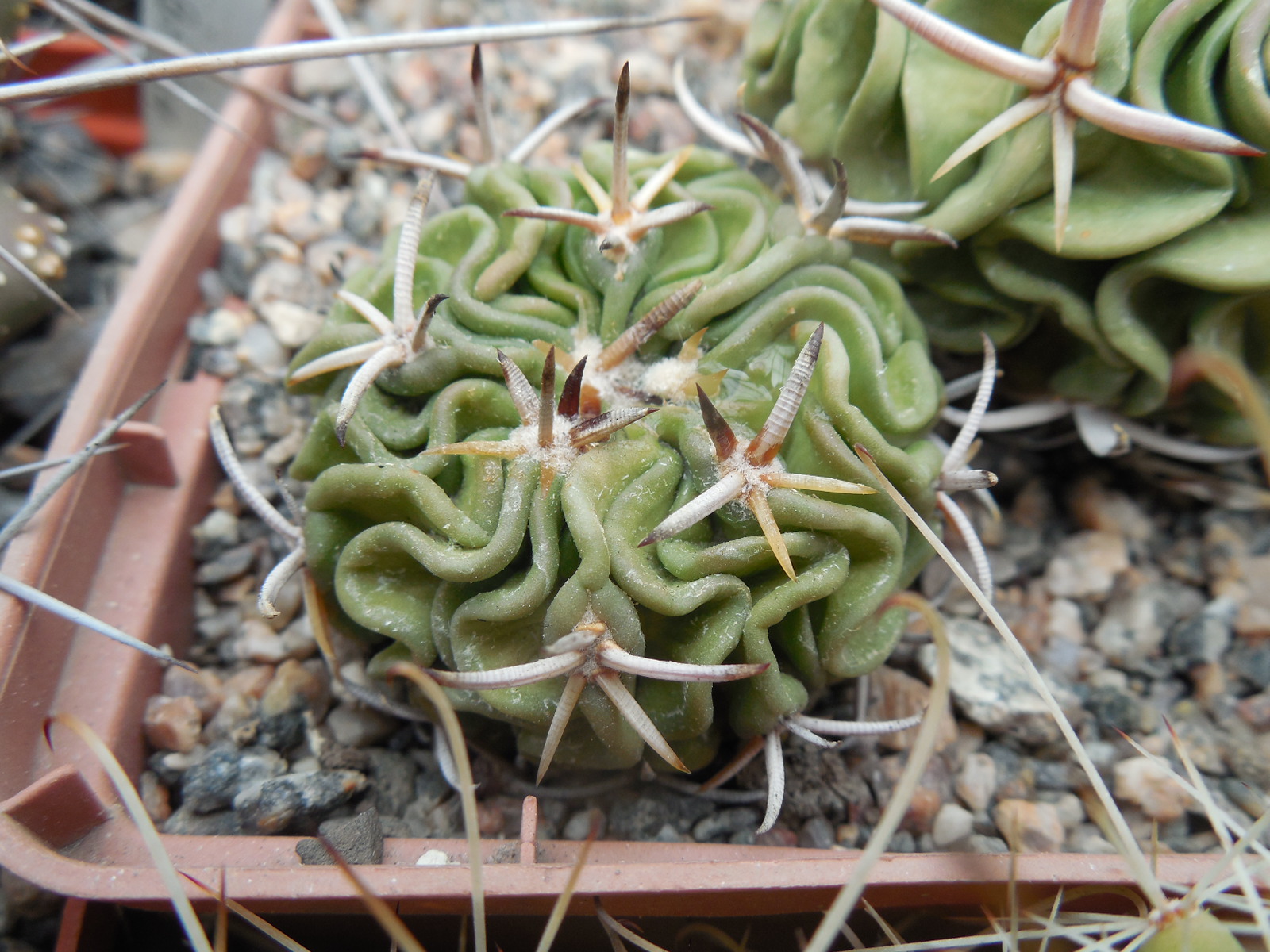 Echinofossulocactus sp. CSD 310 (pentacantus - v.tulensis)