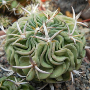 Echinofossulocactus sp. CSD 310 (pentacantus - v.tulensis)