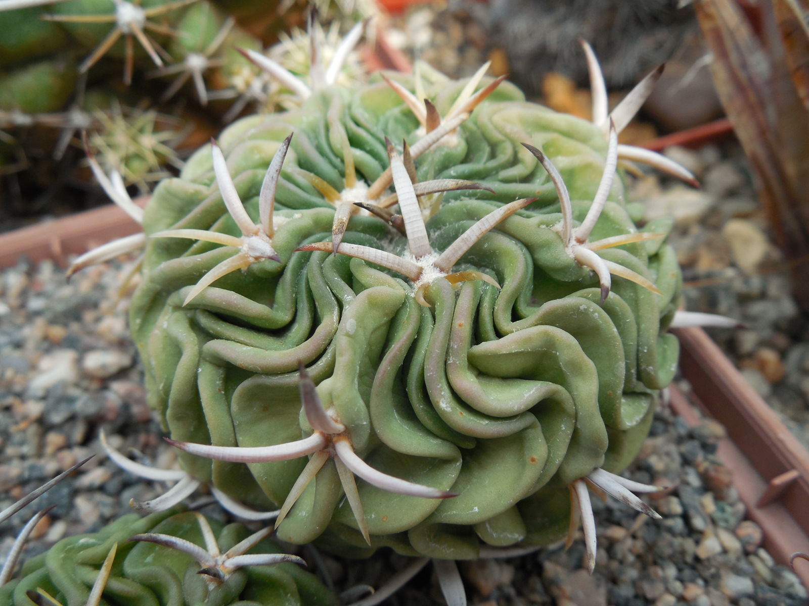 Echinofossulocactus sp. CSD 310 (pentacantus - v.tulensis)