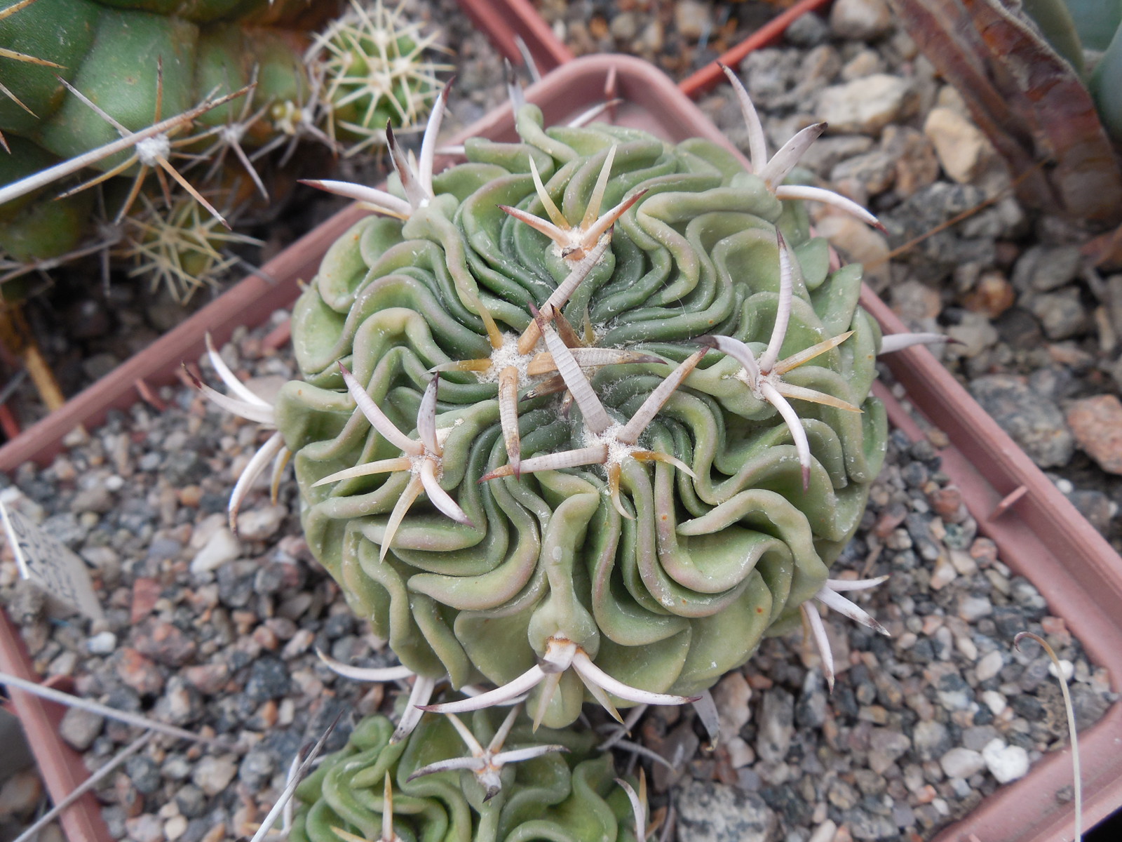 Echinofossulocactus sp. CSD 310 (pentacantus - v.tulensis)