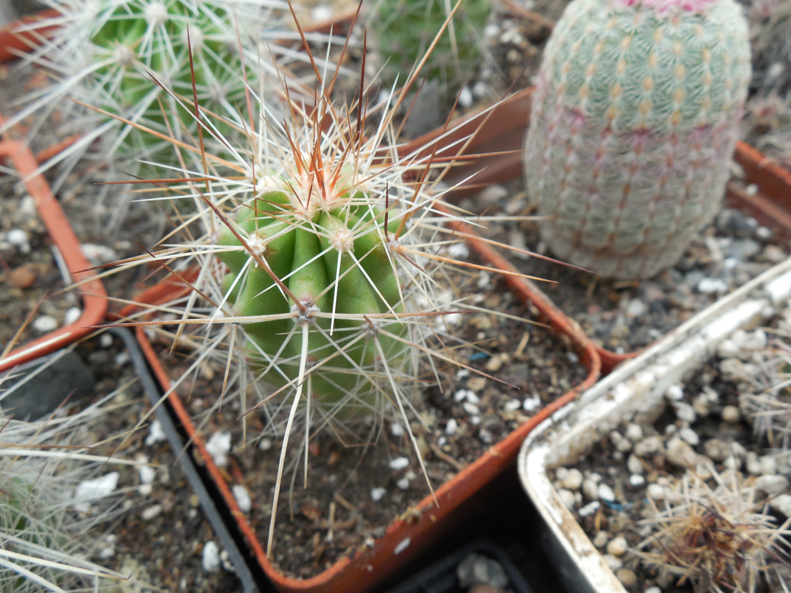 Echinocereus stramineus - v. ocidentalis PP 1563 - Cerro Vola, Coah. - PP