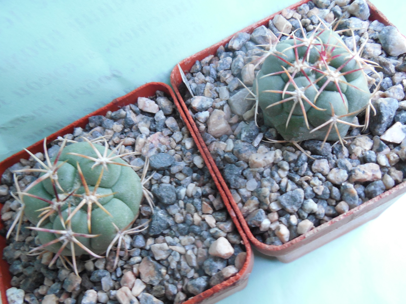Thelocactus lloydii - v.mayor HK 1608