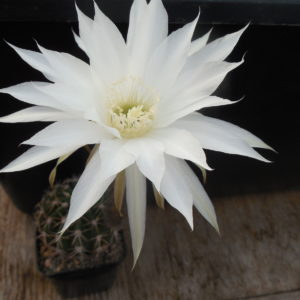 Pseudolobivia obrepanda - MG -
