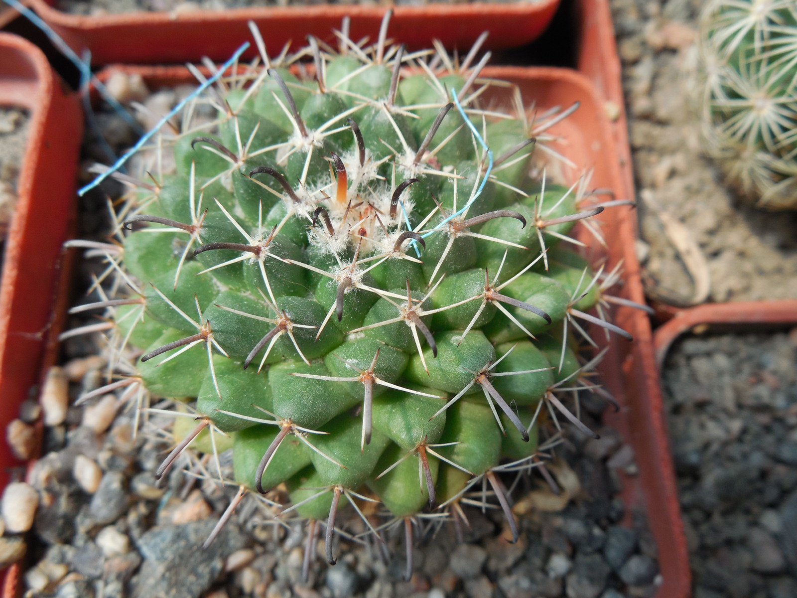 Mammillaria uncinata - MG -