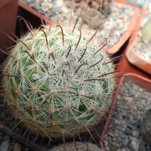 Mammillaria jaliscana SB 1945 - Santa Teresa,Zac.  - tiny stem - MG -