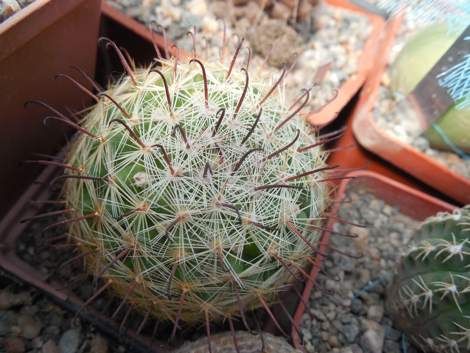 Mammillaria jaliscana SB 1945 - Santa Teresa,Zac.  - tiny stem - MG -