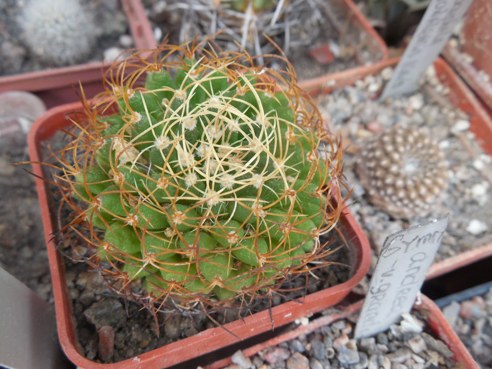 Dolichothele marnier - lapostollei