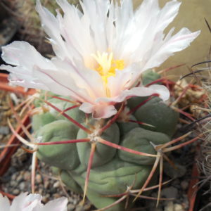 Thelocactus hexaedrophorus